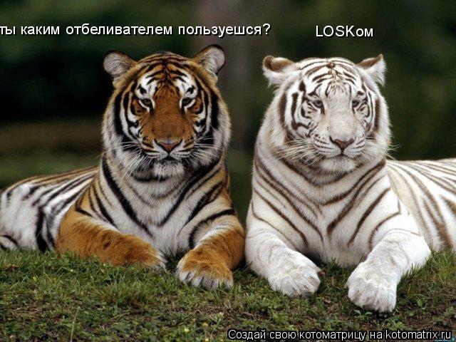ты каким отбеливателем пользуешся? LOSKом... Котоматрица: ты каким отбеливателем пользуешся? LOSKом