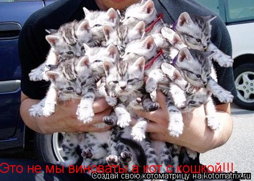Это не мы виноваты а кот с кошкой!!!... Котоматрица: Это не мы виноваты а кот с кошкой!!!