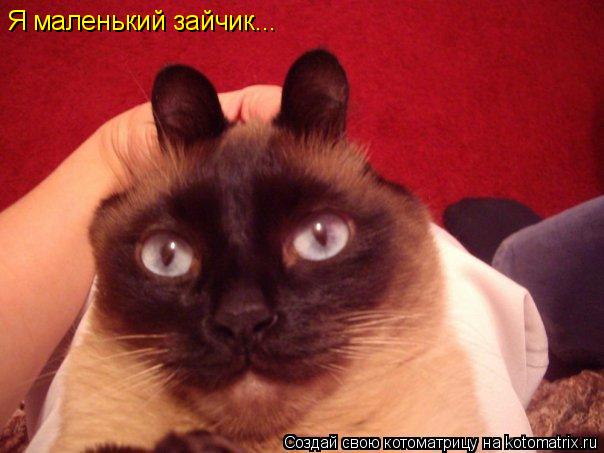 Зайцы скачать безплатно музыку