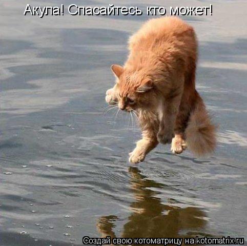 Акула! Спасайтесь кто может!... Котоматрица: Акула! Спасайтесь кто может!
