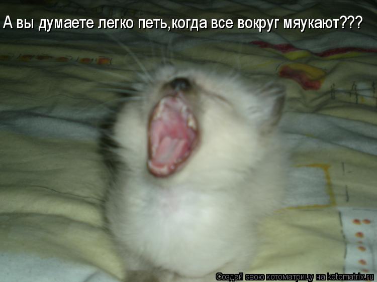 А вы думаете легко петь,когда все вокруг мяукают???... Котоматрица: А вы думаете легко петь,когда все вокруг мяукают???