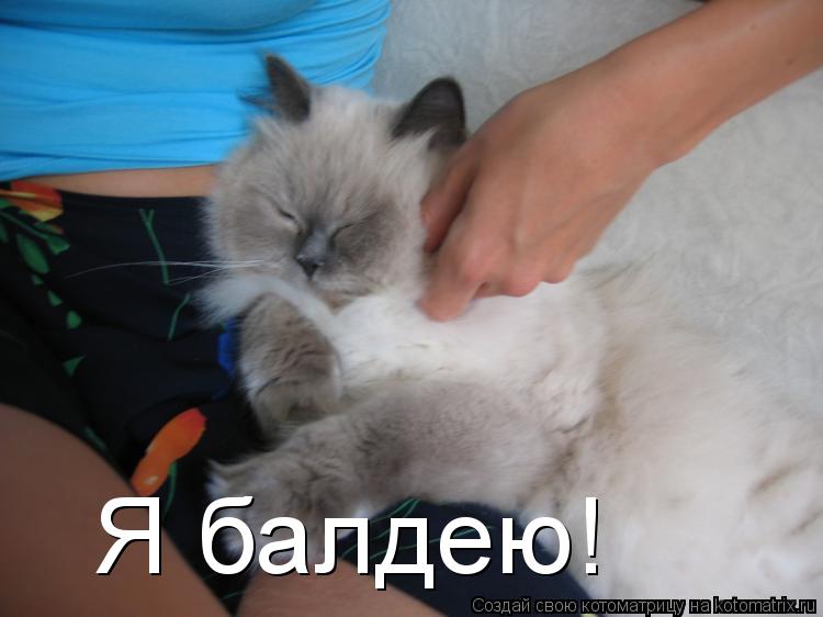 Я балдею!... Котоматрица: Я балдею!
