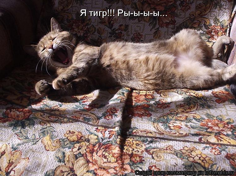 Я тигр!!! Ры-ы-ы-ы...... Котоматрица: Я тигр!!! Ры-ы-ы-ы...