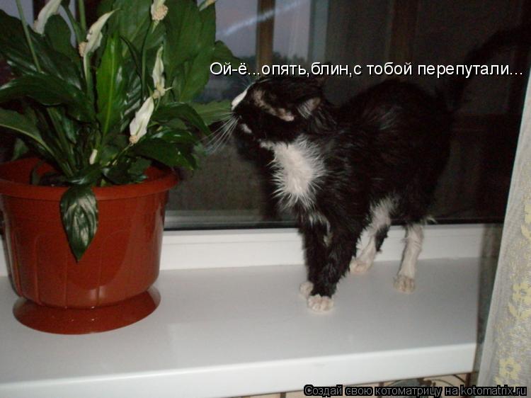 Ой-ё...опять,блин,с тобой перепутали...... Котоматрица: Ой-ё...опять,блин,с тобой перепутали...