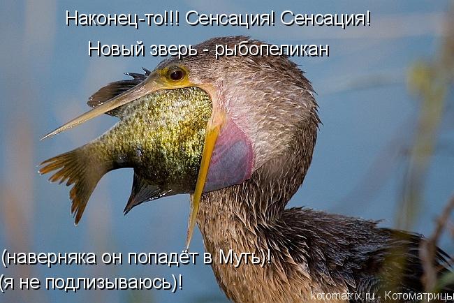 Наконец-то!!! Сенсация! Сенсация! Новый зверь - рыбопеликан (наверняка он попадёт в Муть)! (я не подл... Котоматрица: Наконец-то!!! Сенсация! Сенсация! Новый зверь - рыбопеликан (наверняка он попадёт в Муть)! (я не подлизываюсь)!