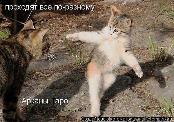 Арканы Таро проходят все по-разному... Котоматрица: Арканы Таро проходят все по-разному