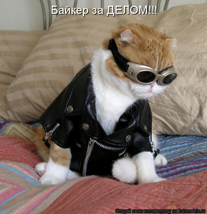 Котоматрица: Байкер за ДЕЛОМ!!!