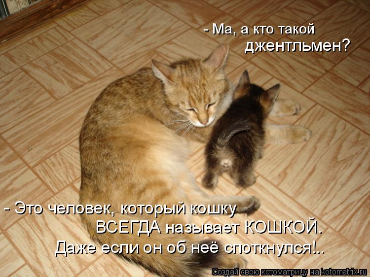 - Ма, а кто такой джентльмен? - Это человек, который кошку ВСЕГДА называет КОШКОЙ. Даже если он об н... Котоматрица: - Ма, а кто такой джентльмен? - Это человек, который кошку ВСЕГДА называет КОШКОЙ. Даже если он об неё споткнулся!..