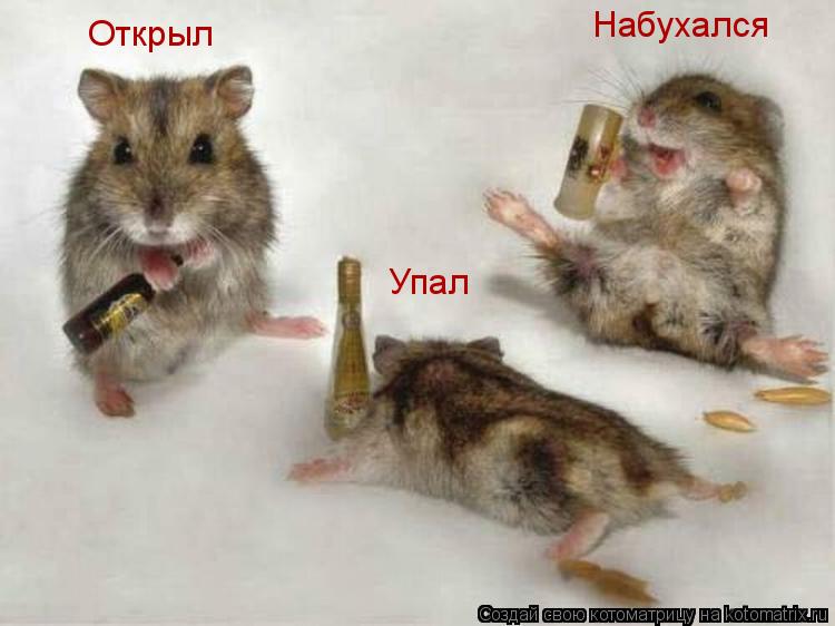 Открыл Набухался Упал... Котоматрица: Открыл Набухался Упал