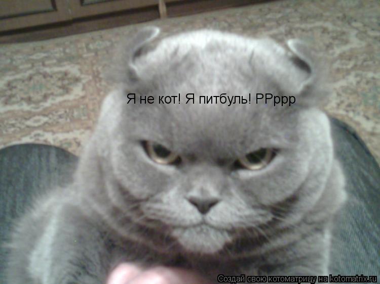 Я не кот! Я питбуль! РРррр... Котоматрица: Я не кот! Я питбуль! РРррр
