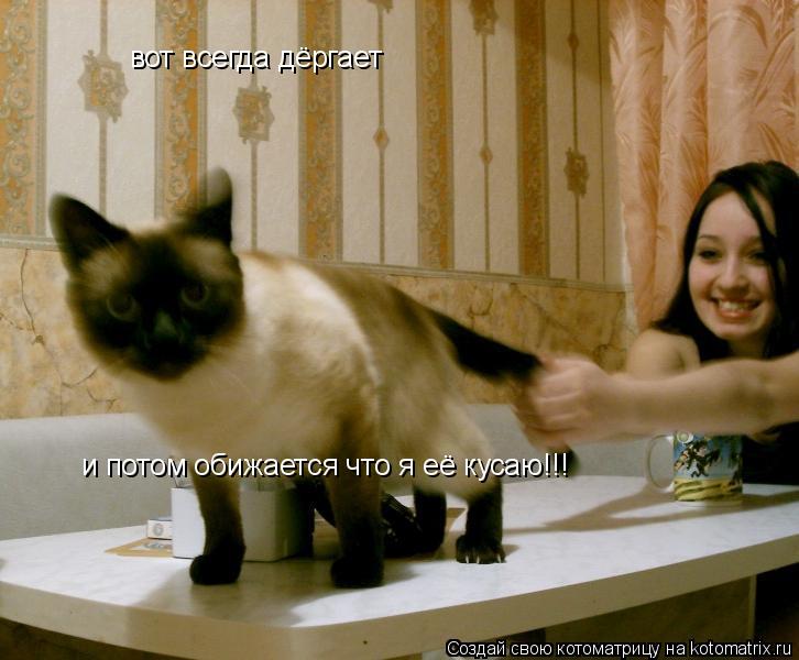 вот всегда дёргает и потом обижается что я её кусаю!!!... Котоматрица: вот всегда дёргает и потом обижается что я её кусаю!!!