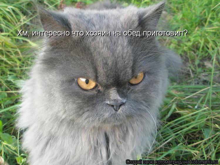 Хм, интересно что хозяин на обед приготовил?... Котоматрица: Хм, интересно что хозяин на обед приготовил?