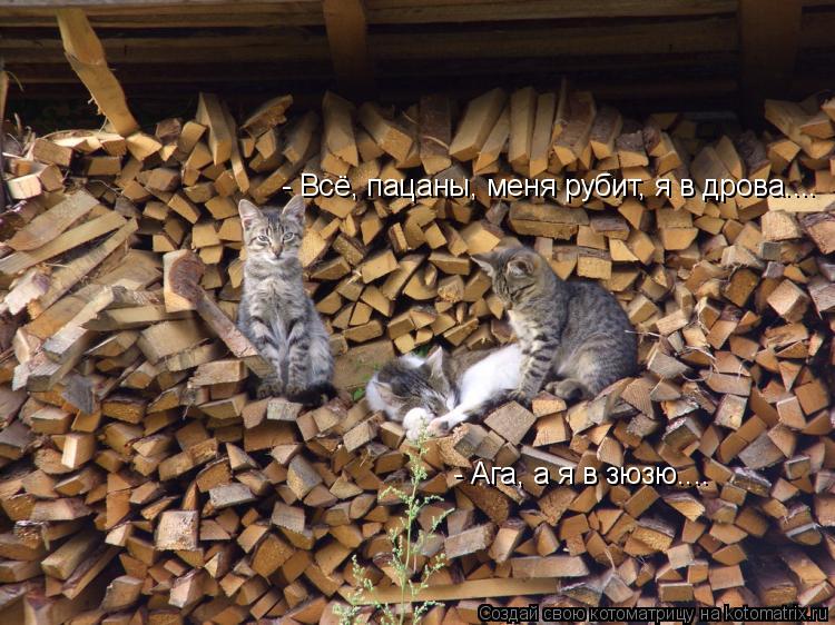 - Всё, пацаны, меня рубит, я в дрова.... - Ага, а я в зюзю....... Котоматрица: - Всё, пацаны, меня рубит, я в дрова.... - Ага, а я в зюзю....