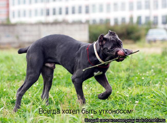 Всегда хотел быть утконосом... Котоматрица: Всегда хотел быть утконосом