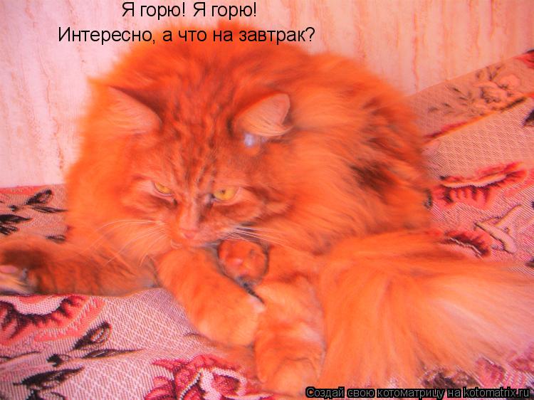 Я горю! Я горю! Интересно, а что на завтрак?... Котоматрица: Я горю! Я горю! Интересно, а что на завтрак?