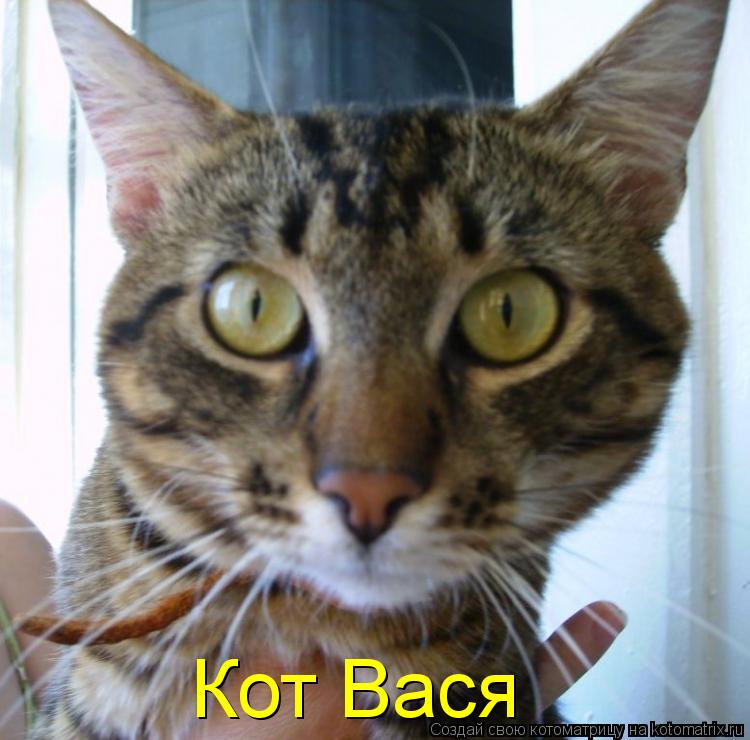 Кот Вася... Котоматрица: Кот Вася