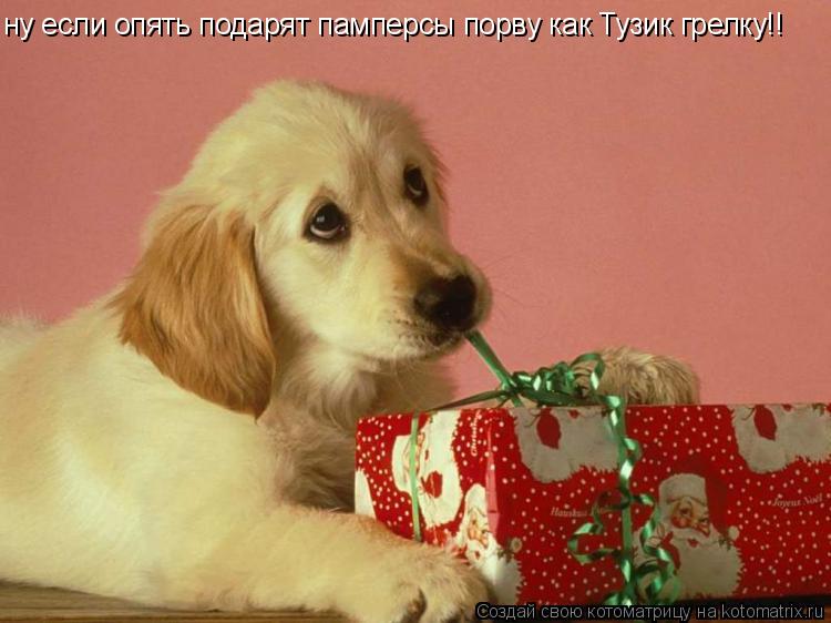 ну если опять подарят памперсы порву как Тузик грелку!!... Котоматрица: ну если опять подарят памперсы порву как Тузик грелку!!