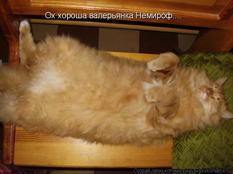 Ох хороша валерьянка Немироф....... Котоматрица: Ох хороша валерьянка Немироф....