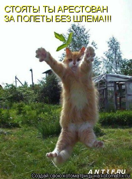 СТОЯТЬ! ТЫ АРЕСТОВАН ЗА ПОЛЕТЫ БЕЗ ШЛЕМА!!!... Котоматрица: СТОЯТЬ! ТЫ АРЕСТОВАН ЗА ПОЛЕТЫ БЕЗ ШЛЕМА!!!