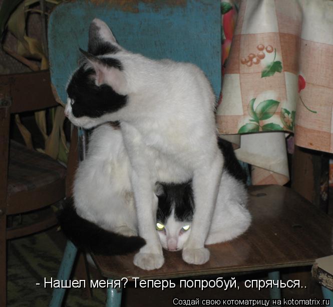- Нашел меня? Теперь попробуй, спрячься..... Котоматрица: - Нашел меня? Теперь попробуй, спрячься..