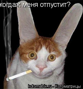когдаж меня отпустит?... Котоматрица: когдаж меня отпустит?
