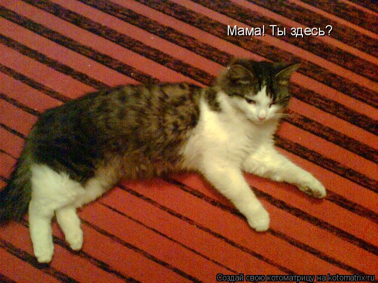Мама! Ты здесь?... Котоматрица: Мама! Ты здесь?