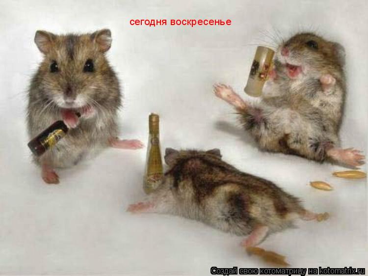 сегодня воскресенье... Котоматрица: сегодня воскресенье