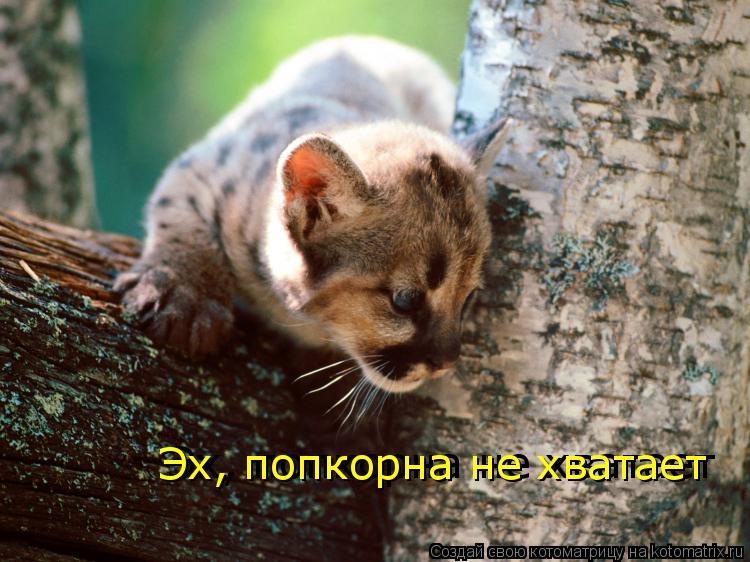 Котоматрица: Эх, попкорна не хватает Эх, попкорна не хватает
