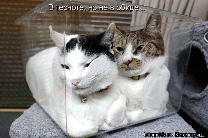 В тесноте, но не в обиде...... Котоматрица: В тесноте, но не в обиде...