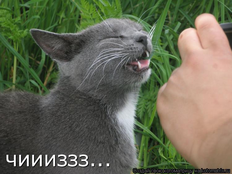 чиииззз...... Котоматрица: чиииззз...