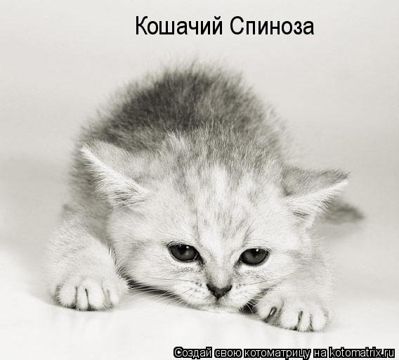 Кошачий Спиноза... Котоматрица: Кошачий Спиноза