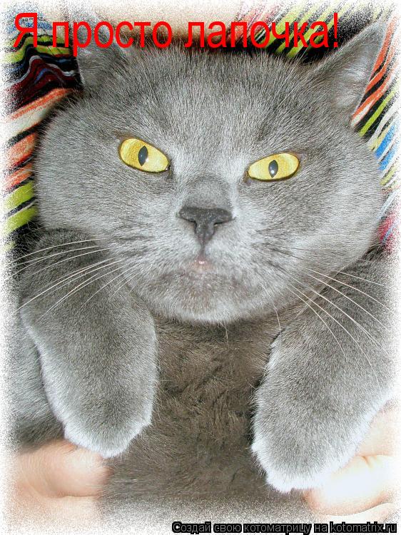 Я просто лапочка!... Котоматрица: Я просто лапочка!