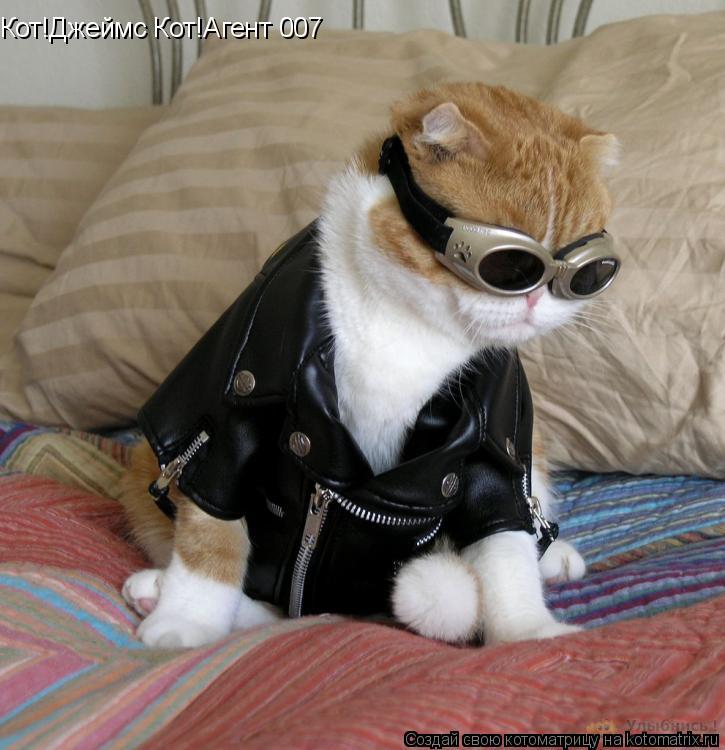 Кот!Джеймс Кот!Агент 007... Котоматрица: Кот!Джеймс Кот!Агент 007
