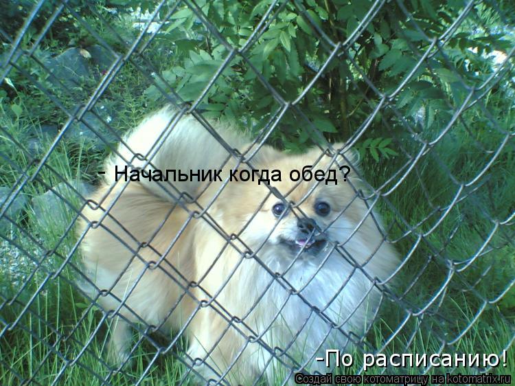 Начальник когда обед? -По расписанию! -... Котоматрица: Начальник когда обед? -По расписанию! -