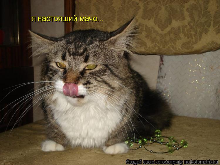 я настоящий мачо...... Котоматрица: я настоящий мачо...