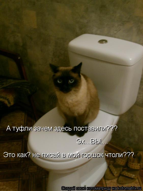 Котоматрица: А туфли зачем здесь поставили??? Эх...ВЫ.... Это как? не писай в мой горшок чтоли???