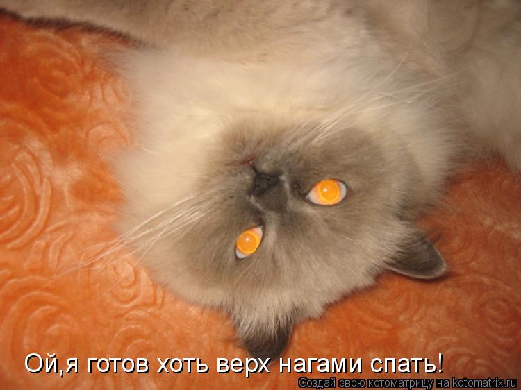 Ой,я готов хоть верх нагами спать!... Котоматрица: Ой,я готов хоть верх нагами спать!