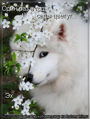 Один раз в год сады цветут... Эх........... Котоматрица: Один раз в год сады цветут... Эх........