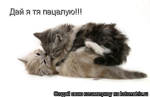 Дай я тя пацалую!!!... Котоматрица: Дай я тя пацалую!!!