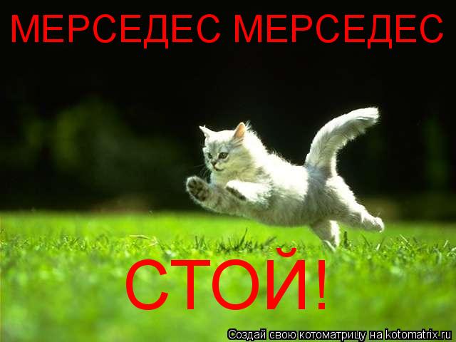 МЕРСЕДЕС МЕРСЕДЕС СТОЙ!... Котоматрица: МЕРСЕДЕС МЕРСЕДЕС СТОЙ!