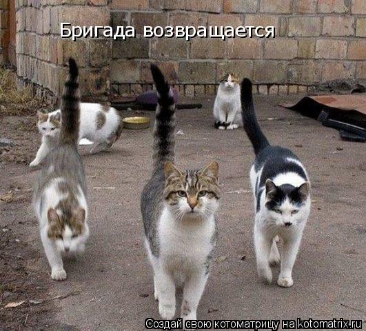 Бригада возвращается... Котоматрица: Бригада возвращается