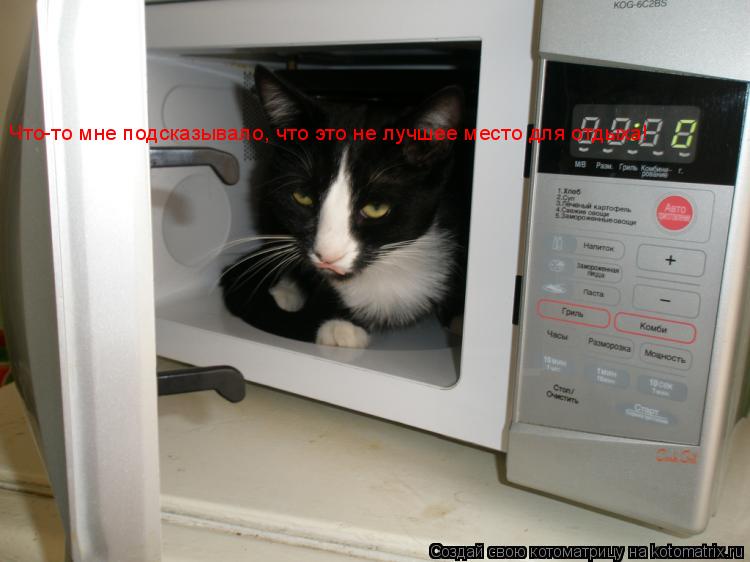 Котоматрица: Что-то мне подсказывало, что это не лучшее место для отдыха!
