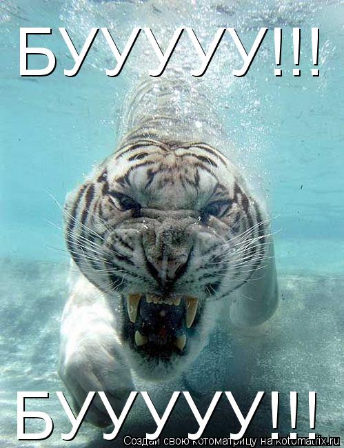 БУУУУУ!!! БУУУУУ!!!... Котоматрица: БУУУУУ!!! БУУУУУ!!!