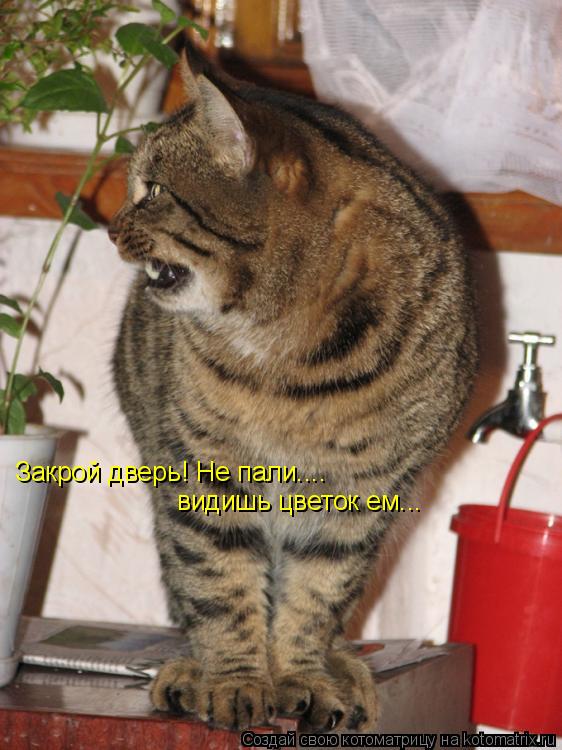 Закрой дверь! Не пали.... видишь цветок ем...... Котоматрица: Закрой дверь! Не пали.... видишь цветок ем...