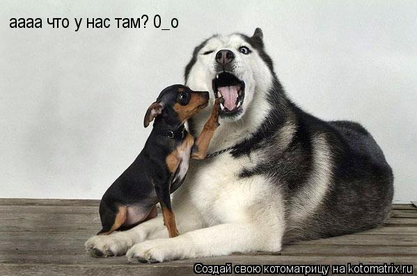 аааа что у нас там? 0_о... Котоматрица: аааа что у нас там? 0_о