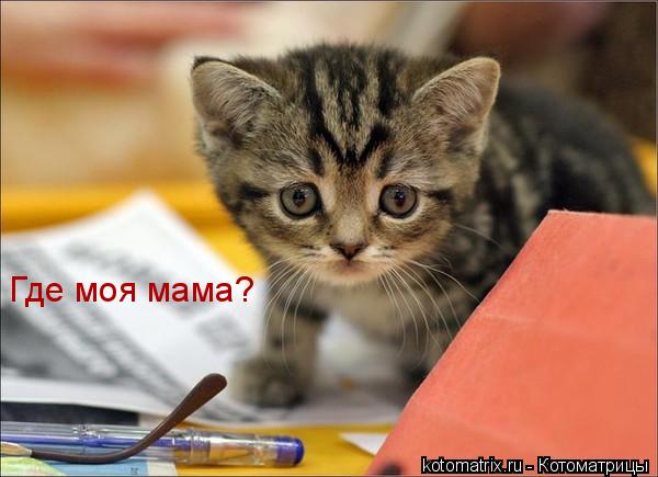 Где моя мама?... Котоматрица: Где моя мама?