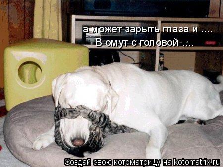 а может зарыть глаза и .... В омут с головой ....... Котоматрица: а может зарыть глаза и .... В омут с головой ....
