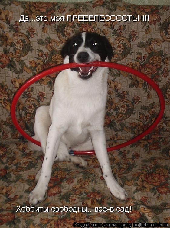 Котоматрица: Да...это моя ПРЕЕЕЛЕССССТЬ!!!!! Хоббиты свободны...все-в сад!