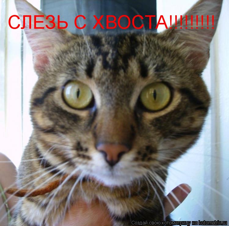 СЛЕЗЬ С ХВОСТА!!!!!!!!!... Котоматрица: СЛЕЗЬ С ХВОСТА!!!!!!!!!