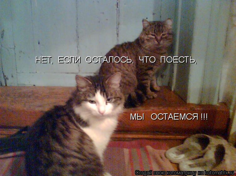 НЕТ, ЕСЛИ ОСТАЛОСЬ, ЧТО ПОЕСТЬ, МЫ ОСТАЕМСЯ !!!... Котоматрица: НЕТ, ЕСЛИ ОСТАЛОСЬ, ЧТО ПОЕСТЬ, МЫ ОСТАЕМСЯ !!!